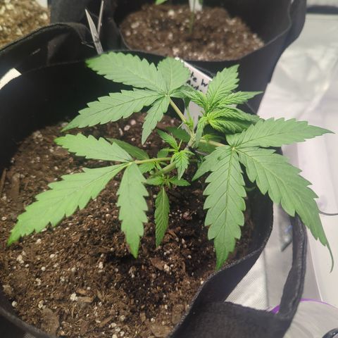White Widow Auto  growlog timeline photo