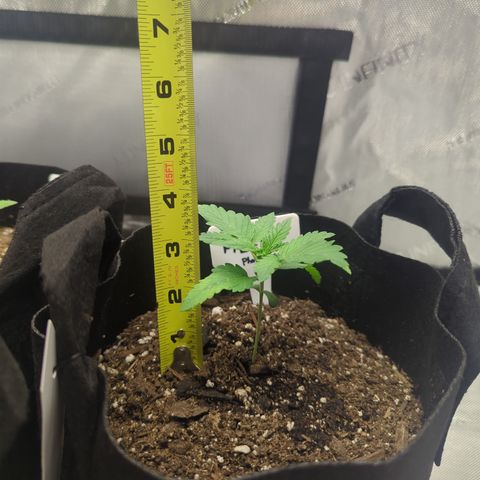 Georgia Pie growlog timeline photo