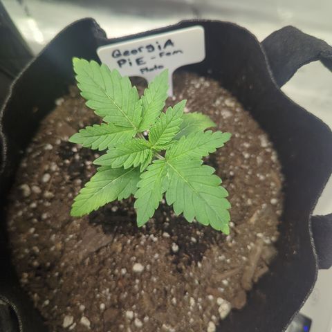 Georgia Pie growlog timeline photo