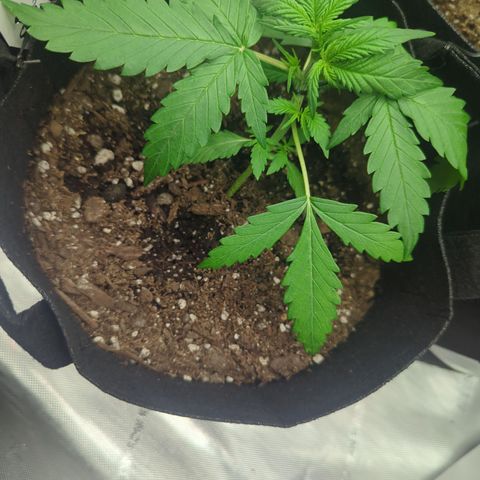 White Widow Auto  growlog timeline photo
