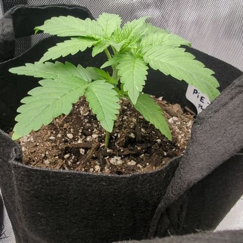 Georgia Pie growlog timeline photo