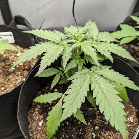 White Widow Auto  growlog timeline photo