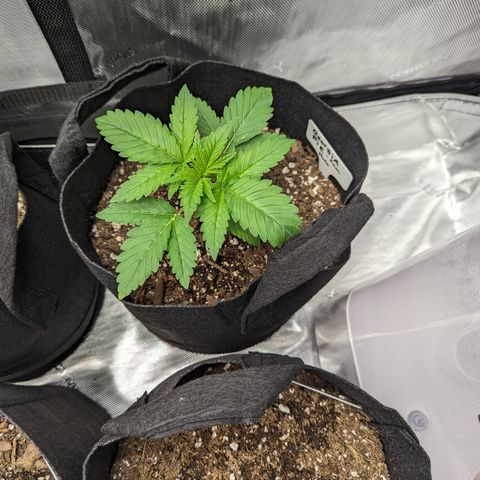 Georgia Pie growlog timeline photo