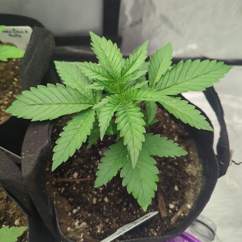 Georgia Pie growlog timeline photo