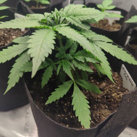 White Widow Auto  growlog timeline photo