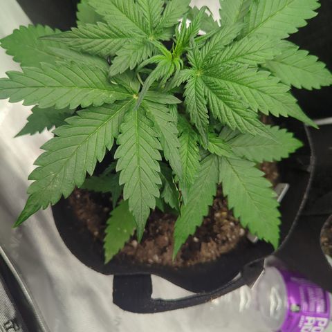 White Widow Auto  growlog timeline photo