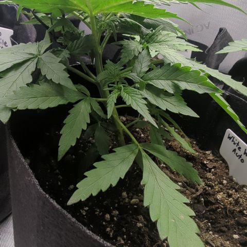 White Widow Auto  growlog timeline photo