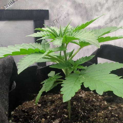 Georgia Pie growlog timeline photo
