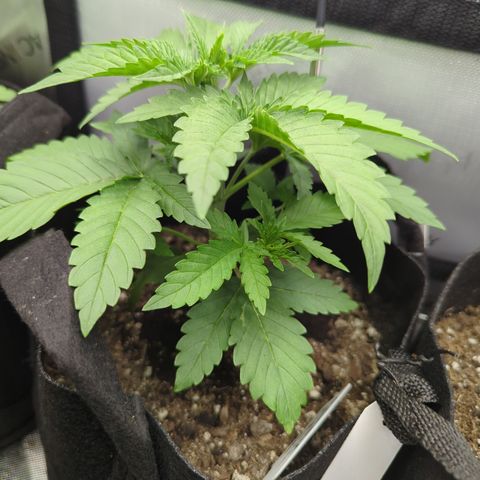 Georgia Pie growlog timeline photo