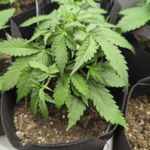 White Widow Auto  growlog timeline photo