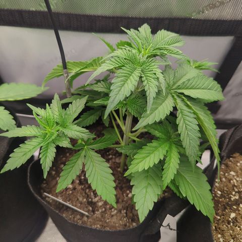 Georgia Pie growlog timeline photo