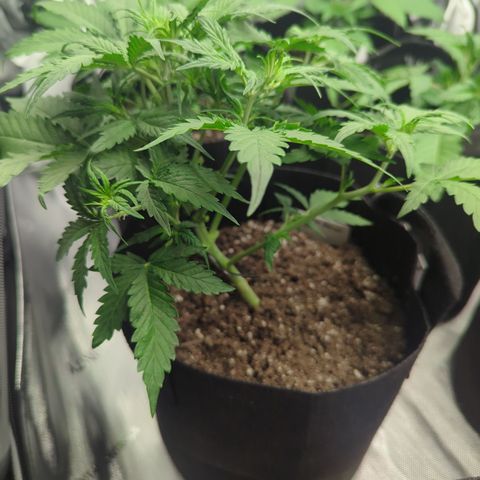 White Widow Auto  growlog timeline photo