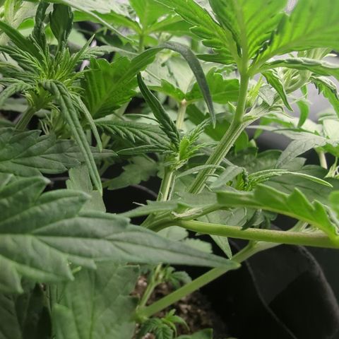 White Widow Auto  growlog timeline photo