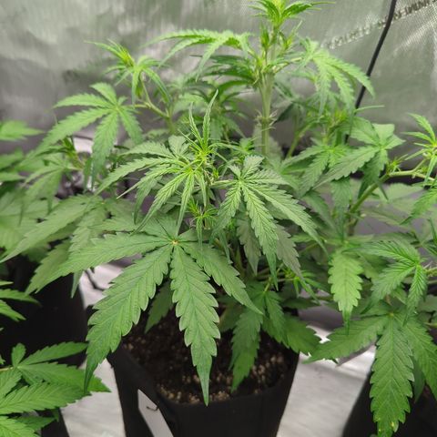 White Widow Auto  growlog timeline photo