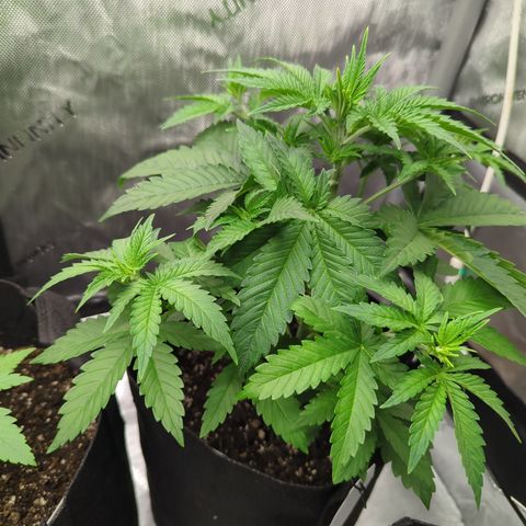 Georgia Pie growlog timeline photo