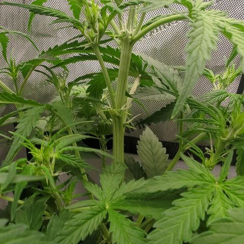 White Widow Auto  growlog timeline photo
