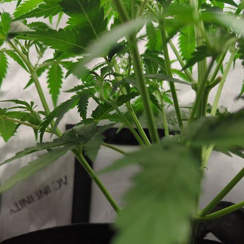 White Widow Auto  growlog timeline photo