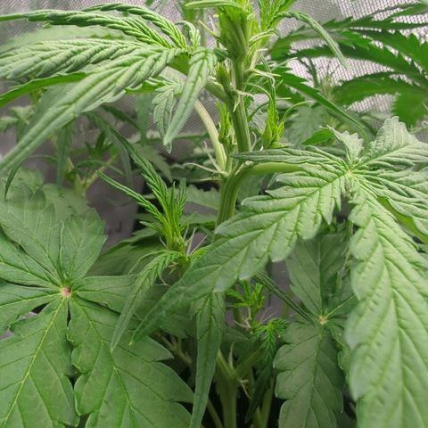 White Widow Auto  growlog timeline photo
