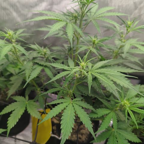 White Widow Auto  growlog timeline photo
