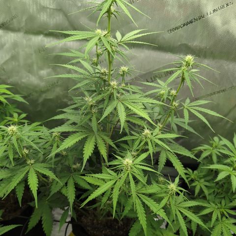 White Widow Auto  growlog timeline photo