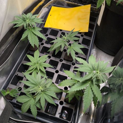 Georgia Pie growlog photo: Clones