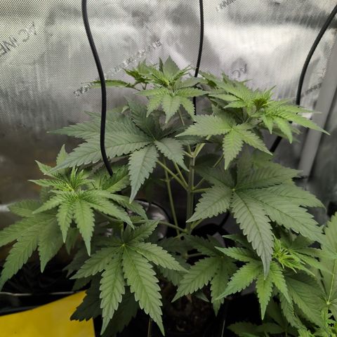 Georgia Pie growlog timeline photo