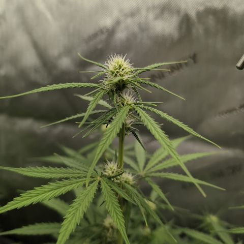 White Widow Auto  growlog timeline photo