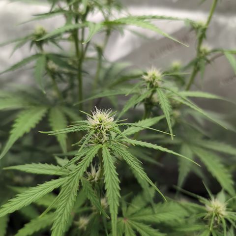 White Widow Auto  growlog timeline photo