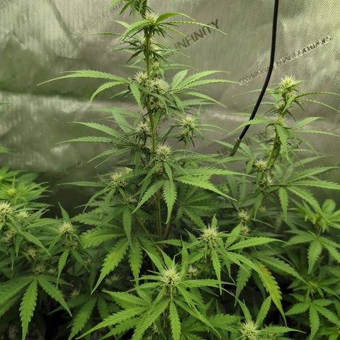 White Widow Auto  growlog timeline photo