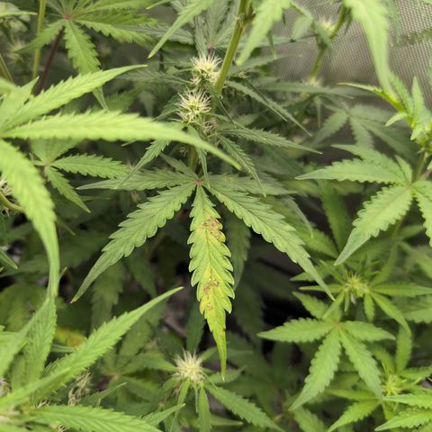 White Widow Auto  growlog photo: Calmag issues