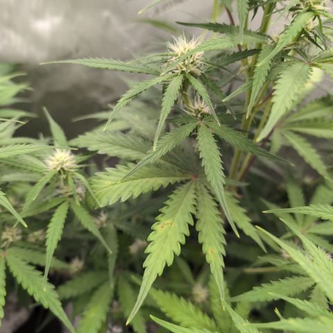 White Widow Auto  growlog photo: Calmag issues