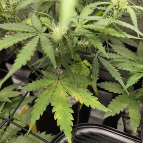 White Widow Auto  growlog photo: Calmag issues