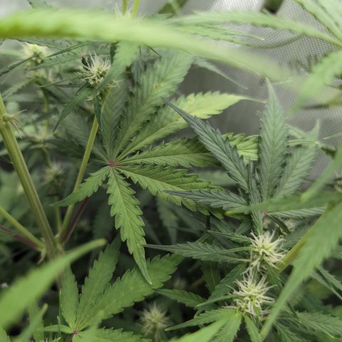 White Widow Auto  growlog photo: Calmag issues