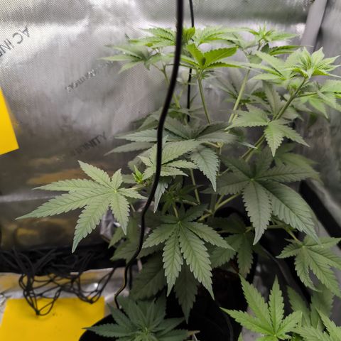 Georgia Pie growlog timeline photo