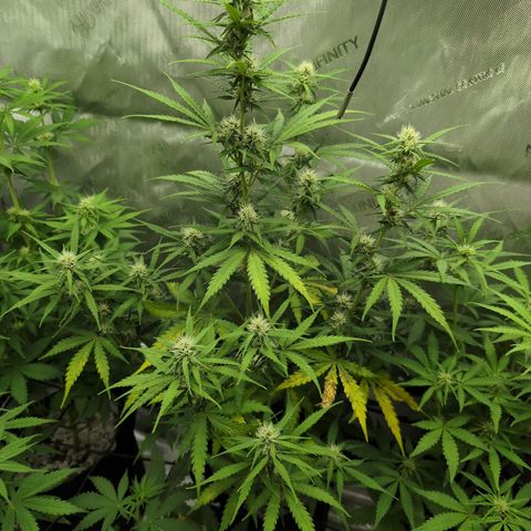 White Widow Auto  growlog timeline photo