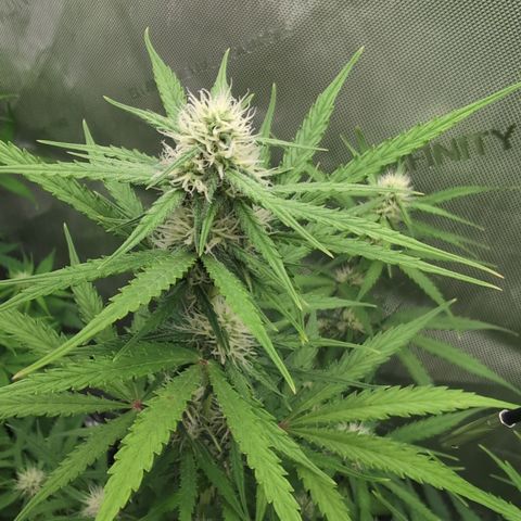 White Widow Auto  growlog timeline photo