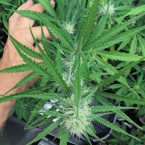 White Widow Auto  growlog timeline photo