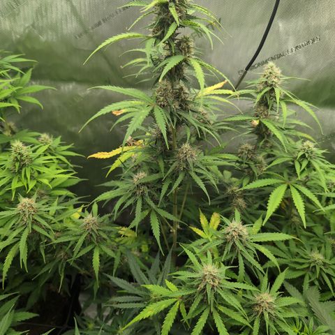White Widow Auto  growlog timeline photo