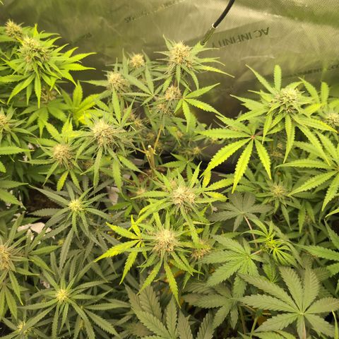 White Widow Auto  growlog photo: Harvested the tallest colas 