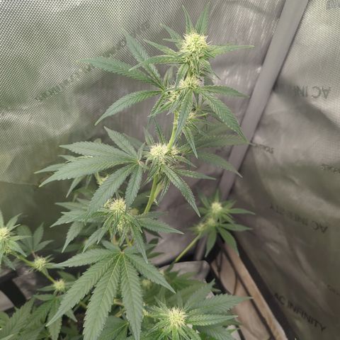 Georgia Pie growlog timeline photo