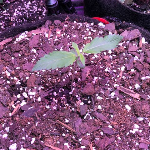 G13 growlog timeline photo