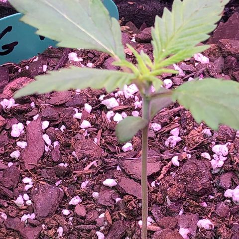 G13 growlog timeline photo