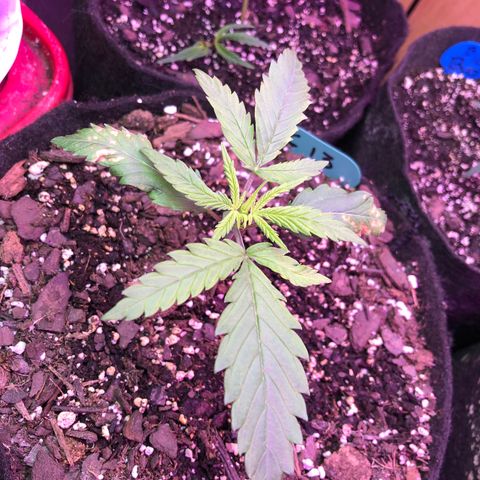 G13 growlog photo: Spots appeared 