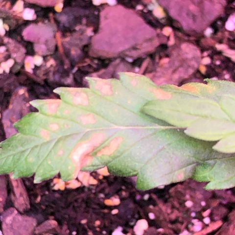 G13 growlog photo: Spots appeared 
