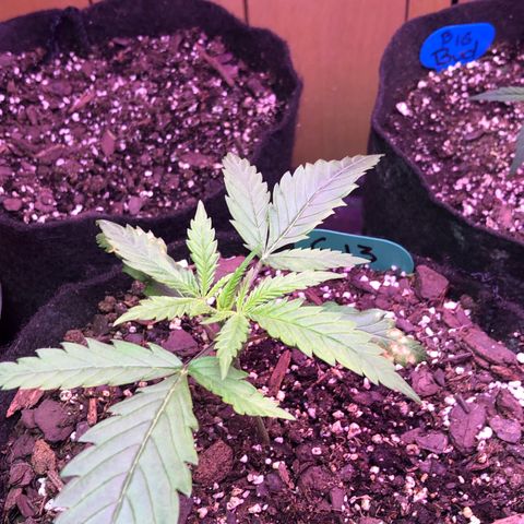 G13 growlog timeline photo
