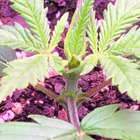 G13 growlog timeline photo