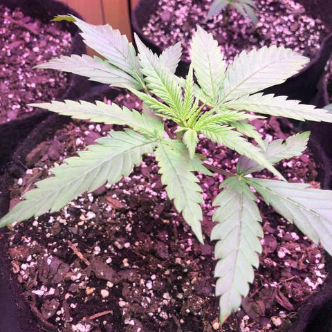 G13 growlog timeline photo