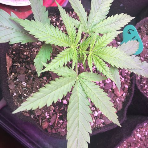 G13 growlog timeline photo