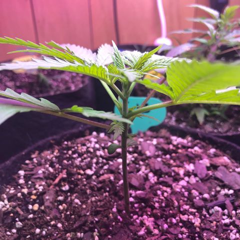 G13 growlog timeline photo