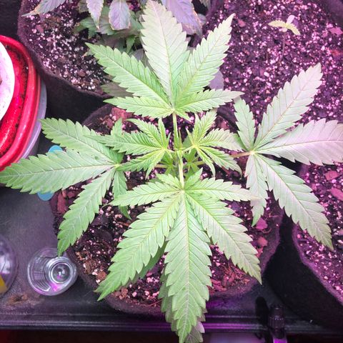 G13 growlog photo: Looking great 